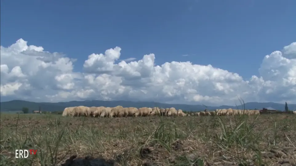 Traditional crafts - Shepherding