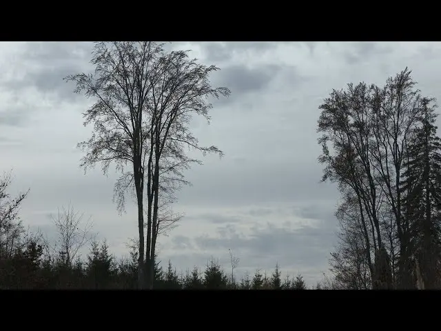 Students involved in forest planting