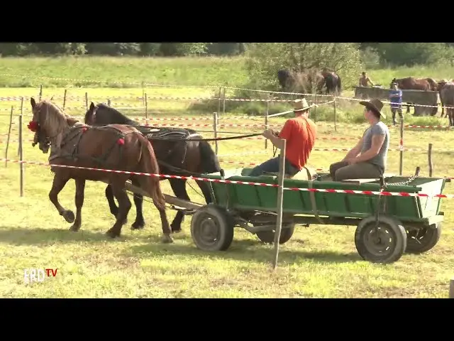 Workhorse racing - carriage driving in Bățanii Mari