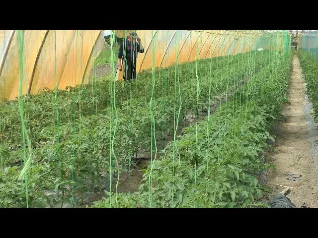 Vegetable Growing in Biborțeni