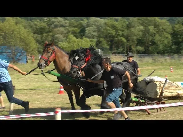 Concurs de tragere a buștenilor în Bățanii Mari, două mașini