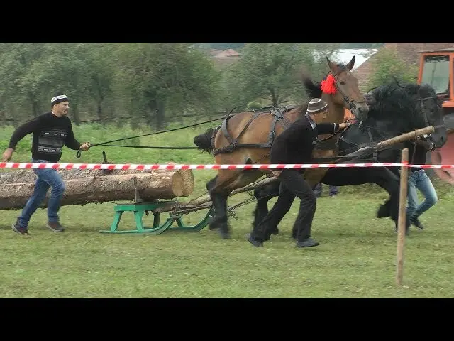 Log pulling competition in Racoșul de Sus, two-handers