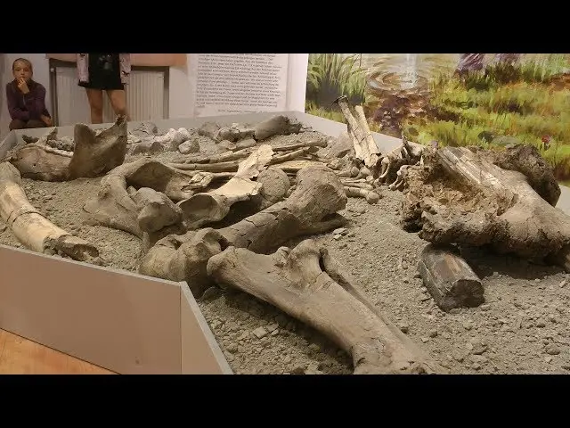 Vernisajul expoziției de mastodont din Racoșul de Sus