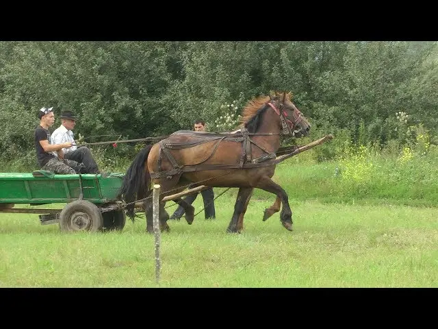 Carriage driving competition in Căpeni at the 2018 Village Days