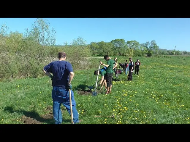 Planting saplings in Baraolt