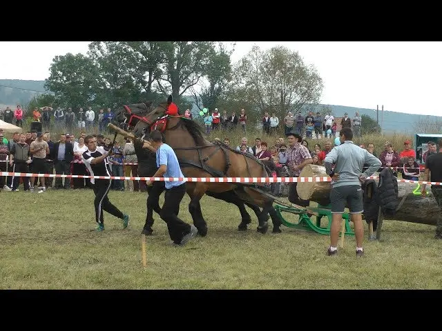 Log pulling competition at the village days in Căpeni