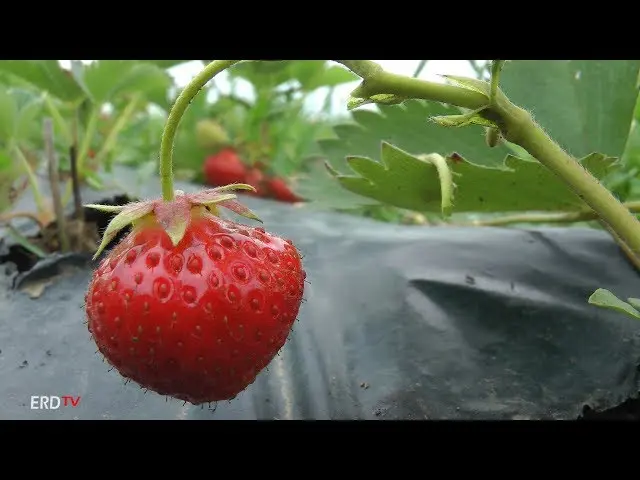 Growing strawberries in Aita Mare