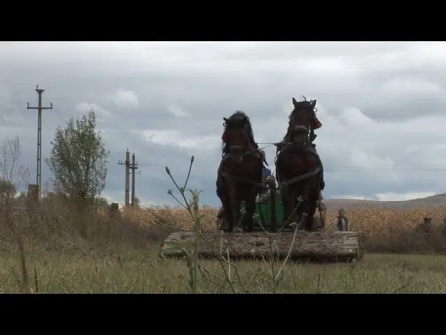 Equestrian competitions in Racoșul de Sus in 2017