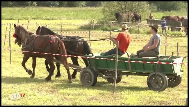 Competiție de cai de lucru, concurs de atelaje în Bățanii Mari