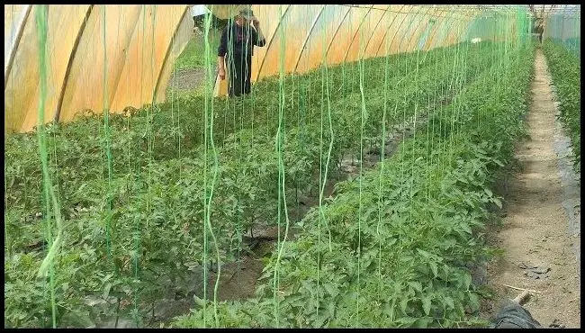 Cultivation of vegetables in Biborțeni