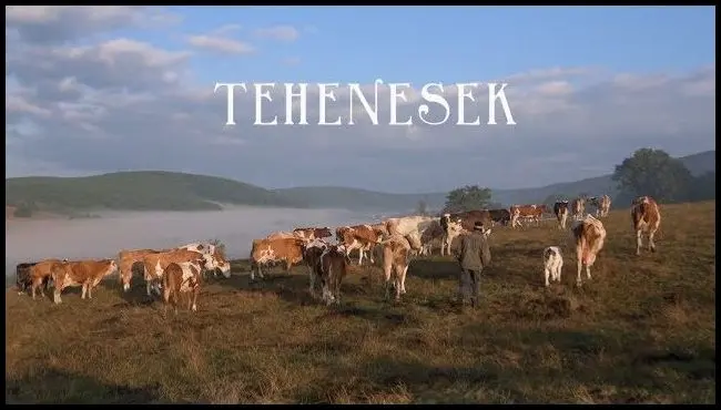 Tehenesek