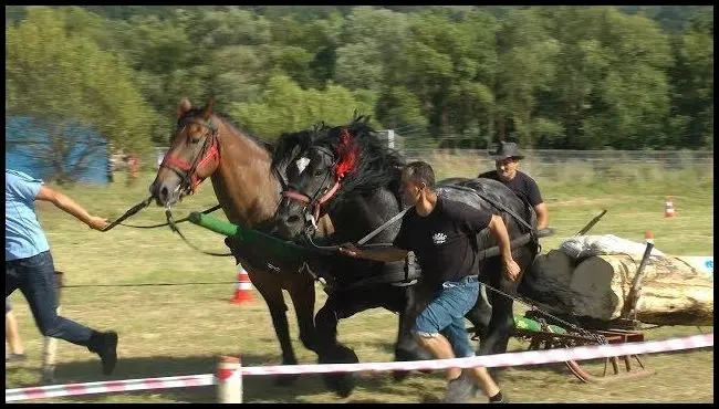 Concurs de tragere a buștenilor în Bățanii Mari, cu doi cai