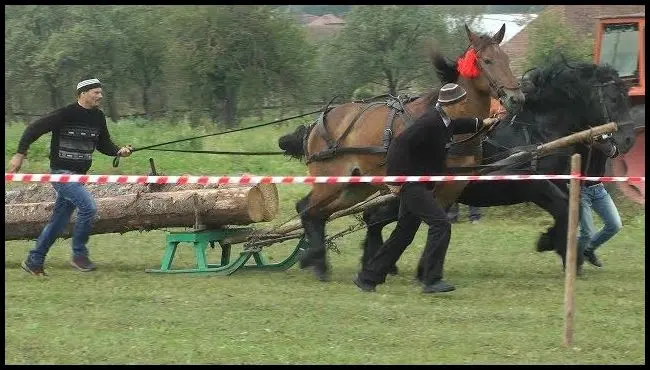 Competiție de tragere a buștenilor în Racoșul de Sus, două cai