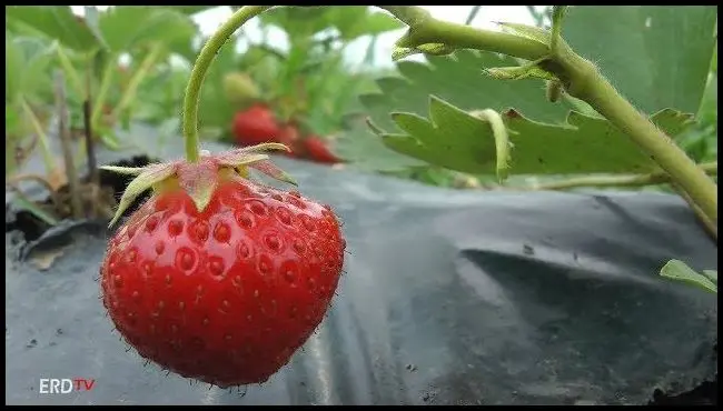 Field strawberry cultivation in Aita Mare