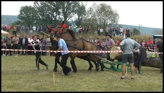 Log pulling competition at Căpeni village days