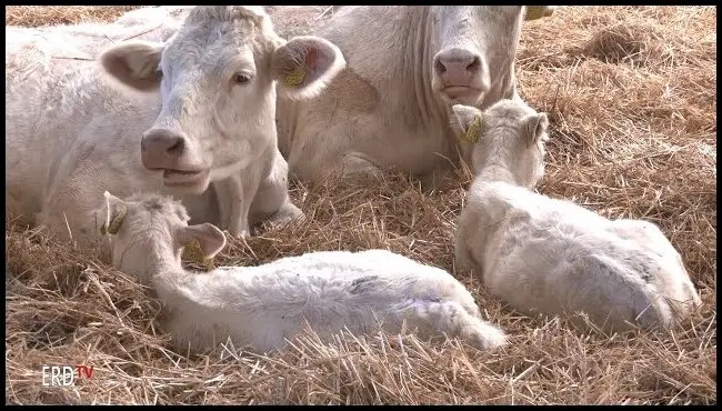 Professional meeting of beef cattle breeders from Ținutul Secuiesc